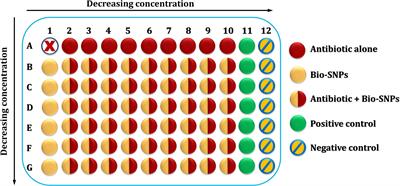 Streptomyces catenulae as a Novel Marine Actinobacterium Mediated Silver Nanoparticles: Characterization, Biological Activities, and Proposed Mechanism of Antibacterial Action